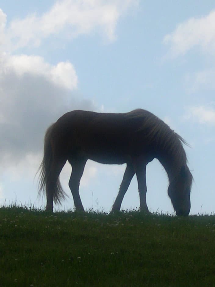 母父サンデーサイレンスが穴馬に？
