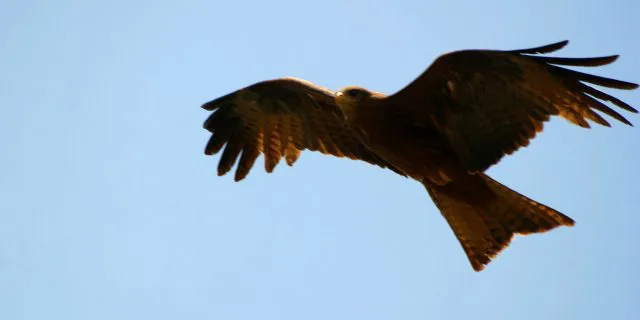 英プリンスオブウェールズS優勝馬フリーイーグルが天皇賞（秋）へ登録