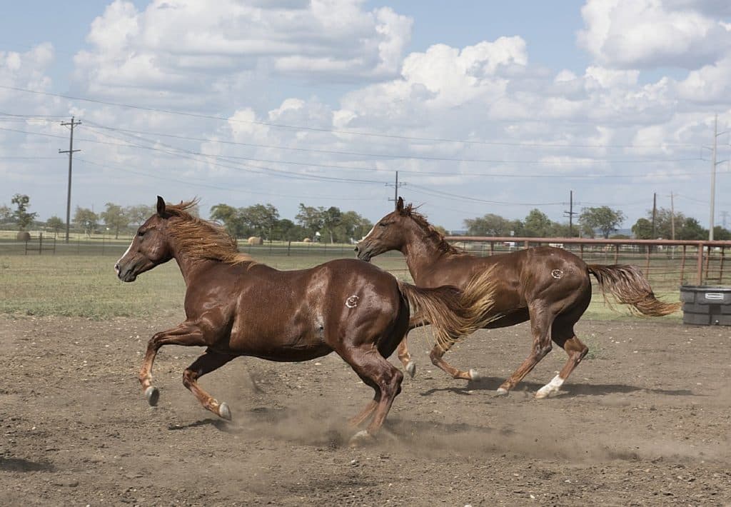 ミュゼに学ぶ馬主業の難しさと一口馬主の可能性