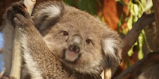 【海外競馬】豪G1へフェイムゲーム、ホッコーブレーヴ2頭が挑む！