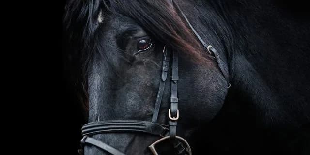 【毎日王冠2015】マーティンボロが天皇賞秋を前に復帰、その意図は？