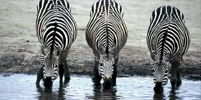 兄弟で産駒G1制覇達成！末っ子あわせて目指すは三兄弟制覇だ！