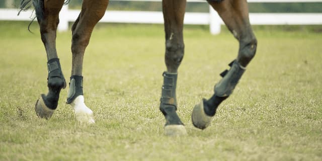 【阪神JF2017予想】コーディエライト安定感抜群