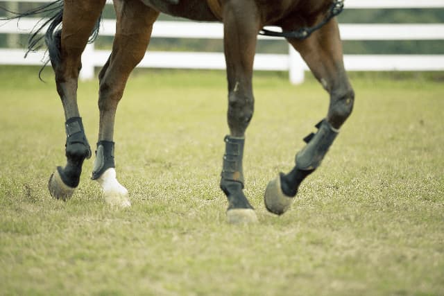 【阪神JF2017予想】コーディエライト安定感抜群