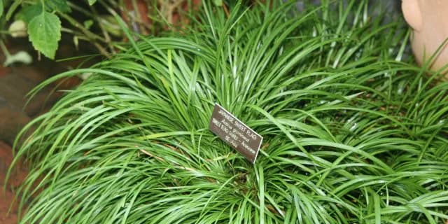 【福島記念予想2015】エリザベス女王杯の20分前、斤量51kgのセキショウで資金稼ぎ！