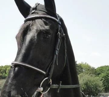 【マイルCS予想2015】フィエロ、重賞未勝利も実力はG1級？！