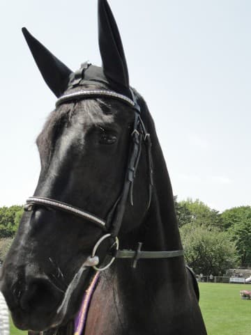 【マイルCS予想2015】フィエロ、重賞未勝利も実力はG1級？！