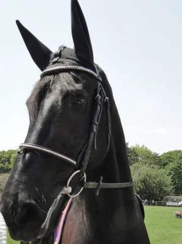 【マイルCS予想2015】フィエロ、重賞未勝利も実力はG1級？！