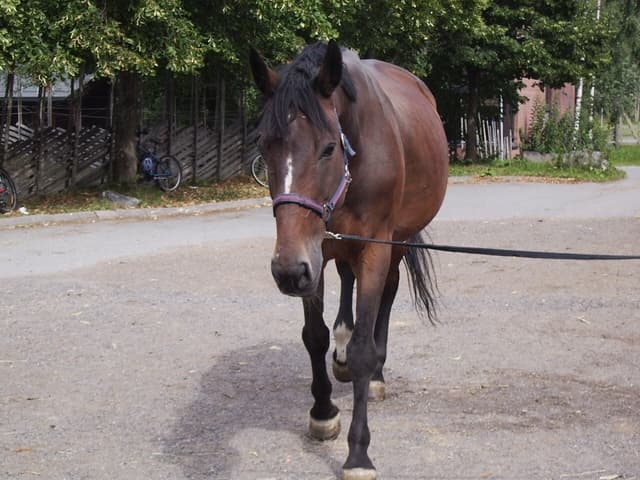 カレンブラックヒル引退、北海道で種牡馬に