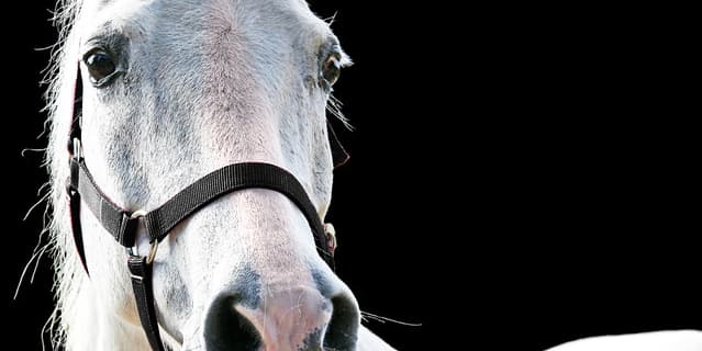 【ジャパンカップ2015】ゴールドシップ、追い切りでもマイペースぶりを発揮