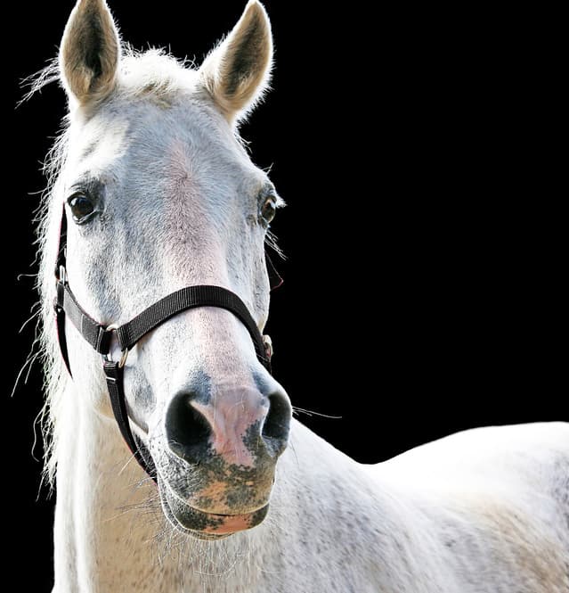 【ジャパンカップ2015】ゴールドシップ、追い切りでもマイペースぶりを発揮