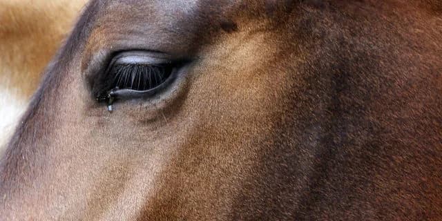 【京阪杯】13ヶ月ぶりにガルボ復帰！斤量最重量の59kgで