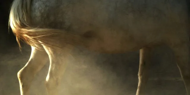 【JBCレディスクラシック2015】ホワイトフーガ、古馬トップに5馬身差の圧勝V！