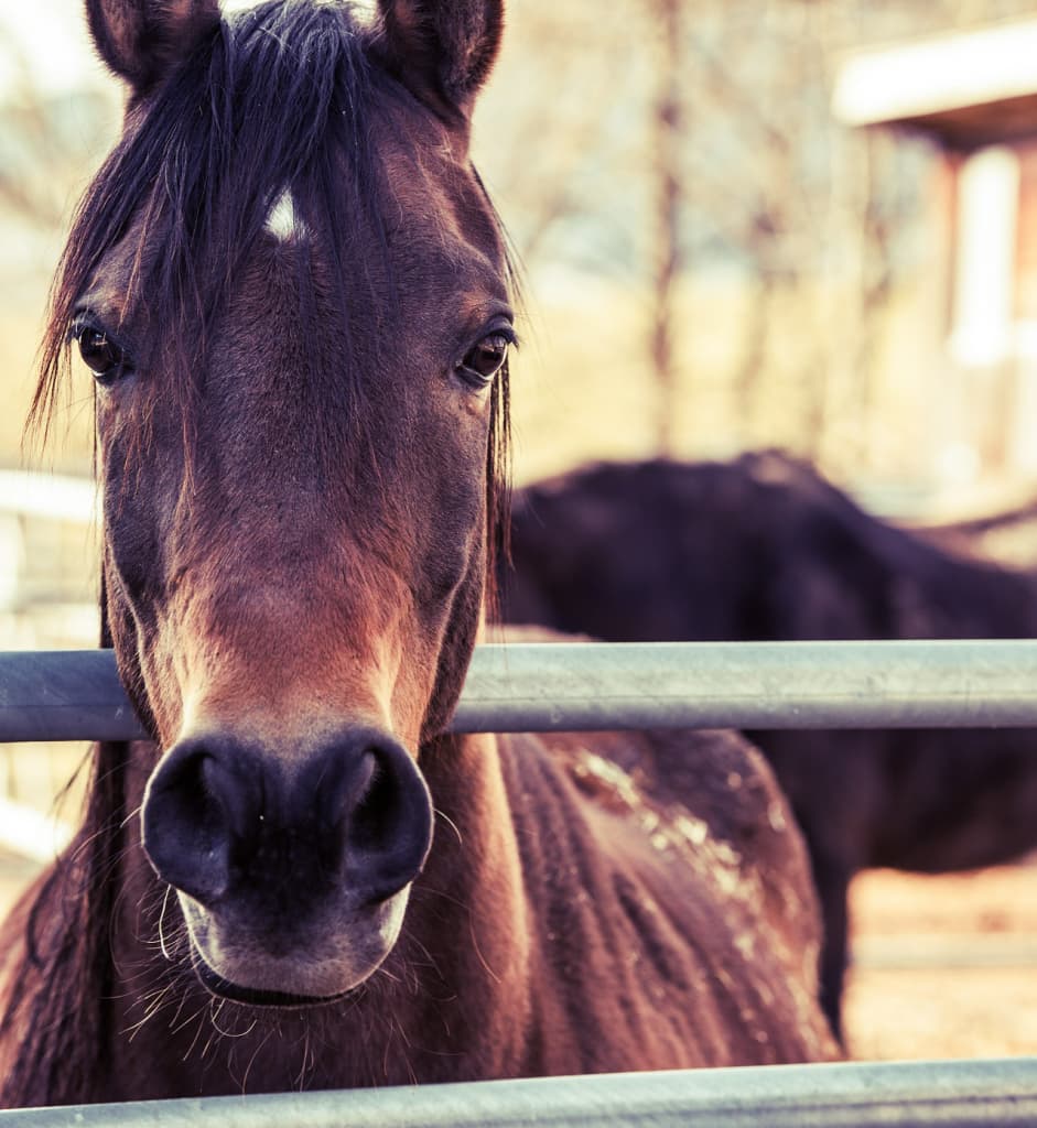 スピルバーグ、天皇賞秋を最期に引退していたことが判明