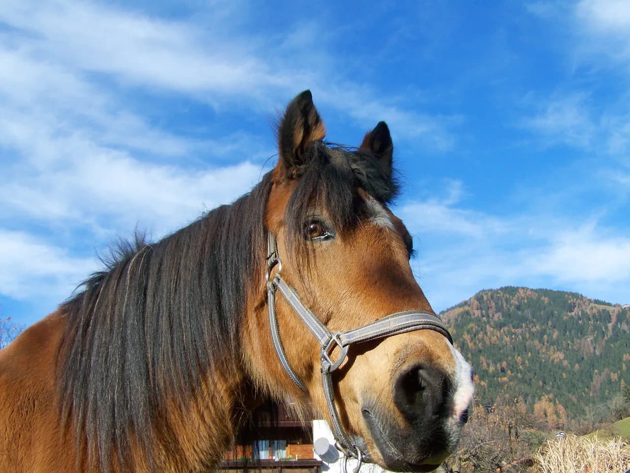 打倒JRAに乗り出せ地方馬ララベル！