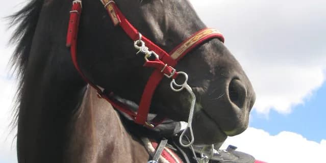 【ジャパンカップ2015】優秀な牝馬たち