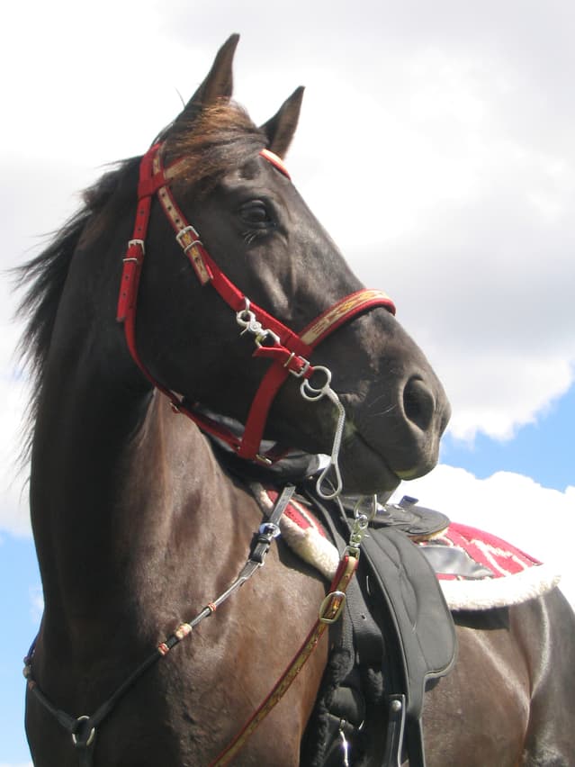 【ジャパンカップ2015】優秀な牝馬たち