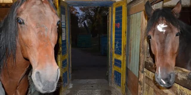 大物配合に期待！重賞勝ち馬2頭が繁殖牝馬入り決定！