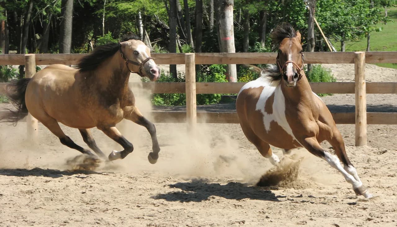 【京阪杯2015予想】逃げ馬不在の短距離戦、4角回ってよーいどんならディープ産駒のサトノルパン！