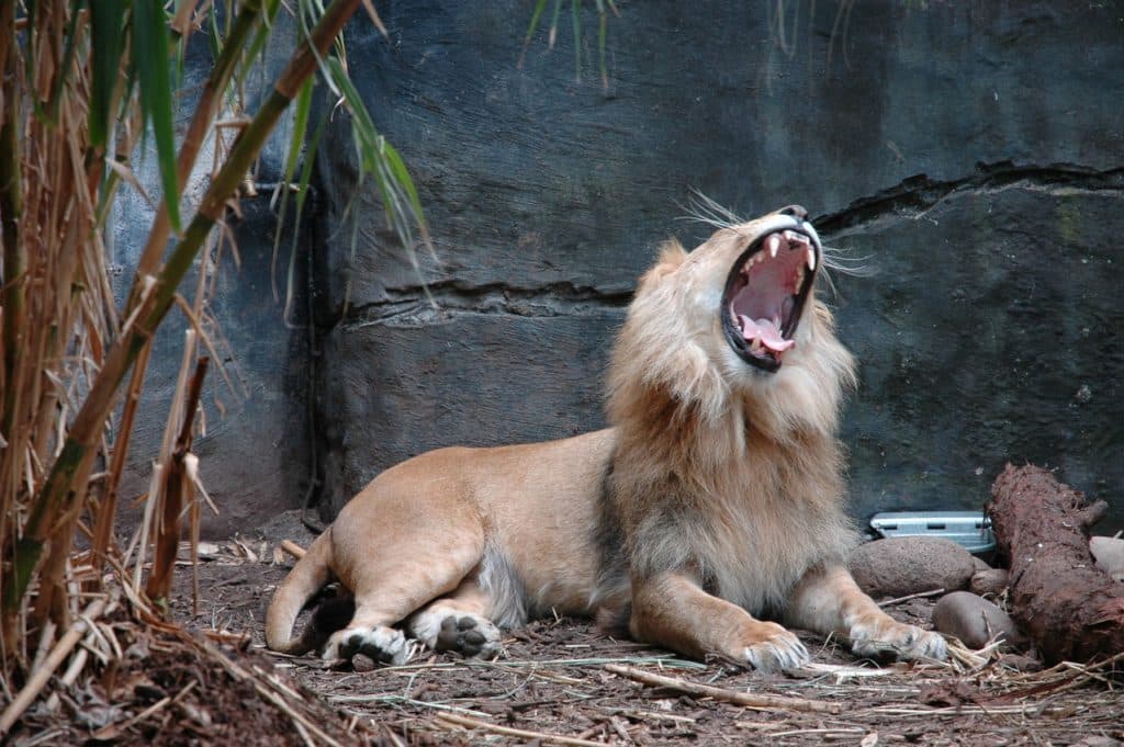 【ジャパンカップ】ワンアンドオンリー、ダービー馬の意地を見せられるか