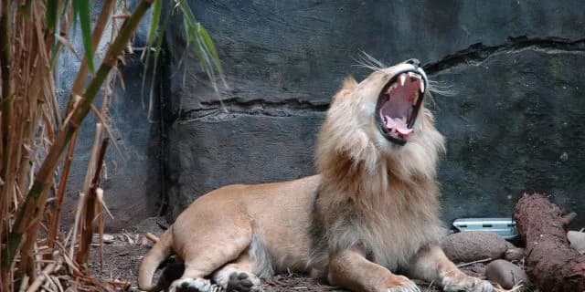 【ジャパンカップ】ワンアンドオンリー、ダービー馬の意地を見せられるか