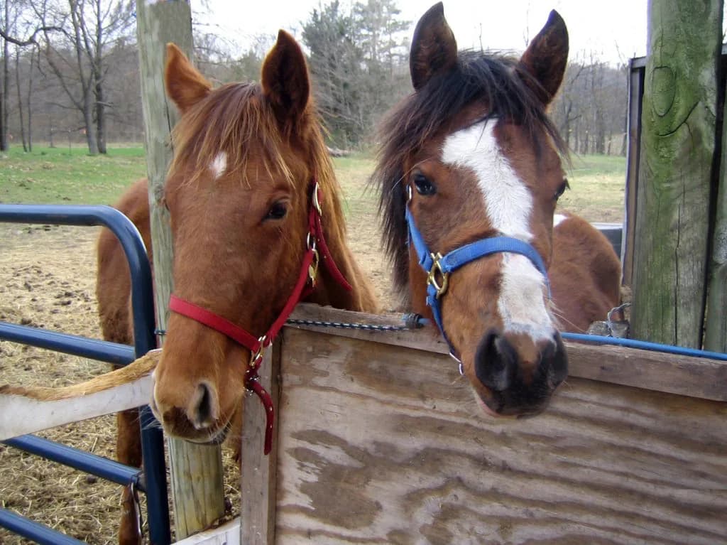 【福島記念】6歳馬と3歳馬が狙い目！ステラウインドに好気配