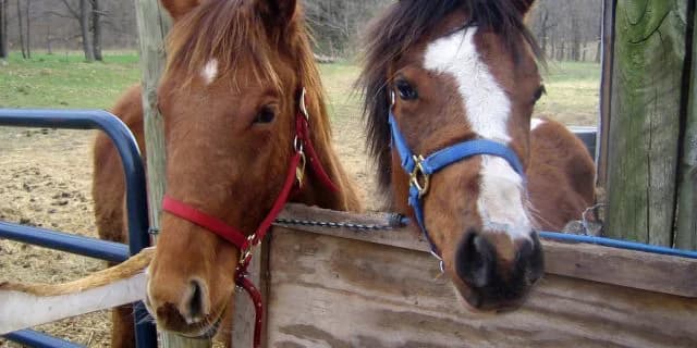 【福島記念】6歳馬と3歳馬が狙い目！ステラウインドに好気配