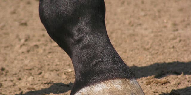 【デイリー杯2歳S予想2015】シュウジの対抗馬として、良血馬エアスピネル登場！