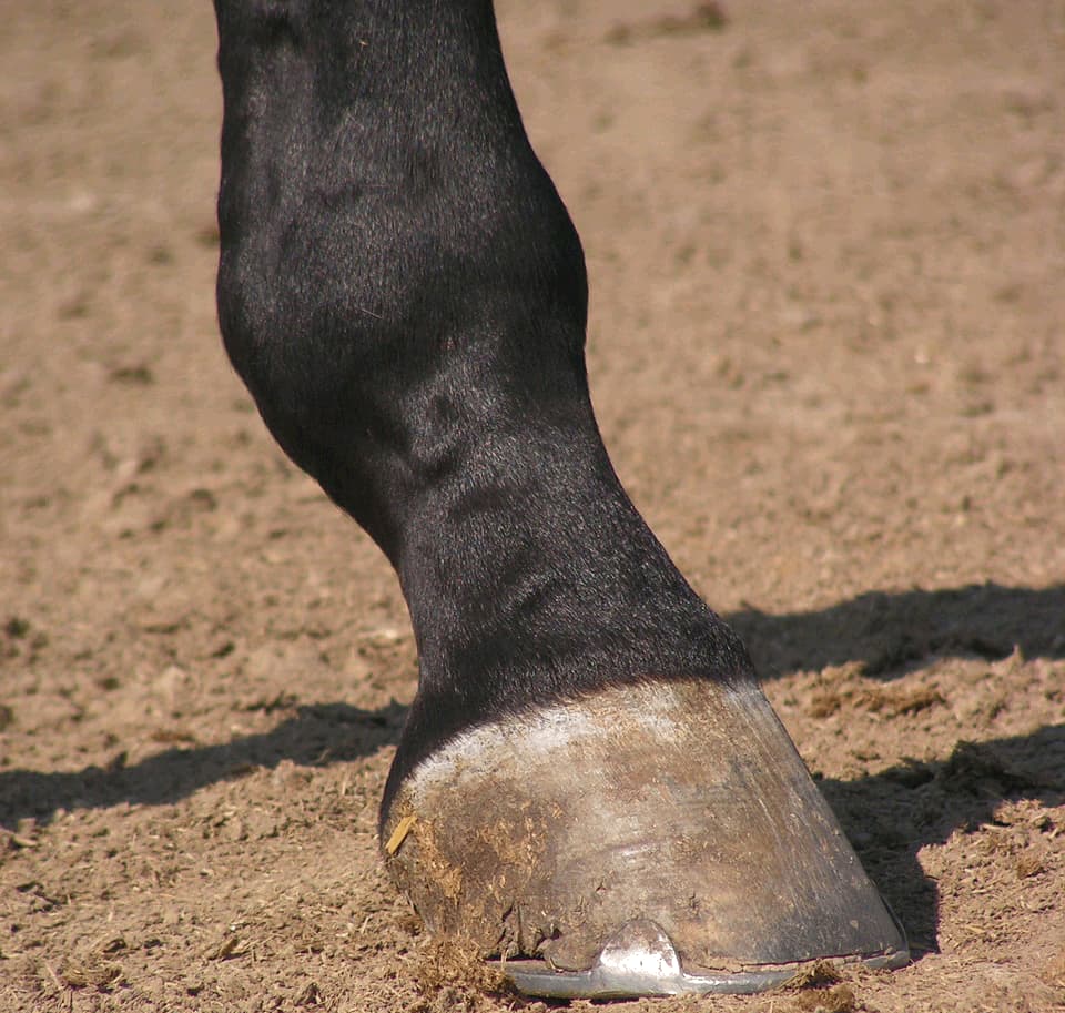 【デイリー杯2歳S予想2015】シュウジの対抗馬として、良血馬エアスピネル登場！