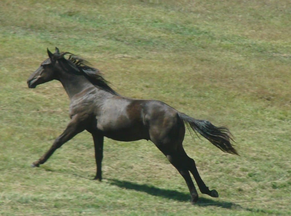 【マイルCS予想2015】絶好調の浜中でロゴタイプ復権の兆し！