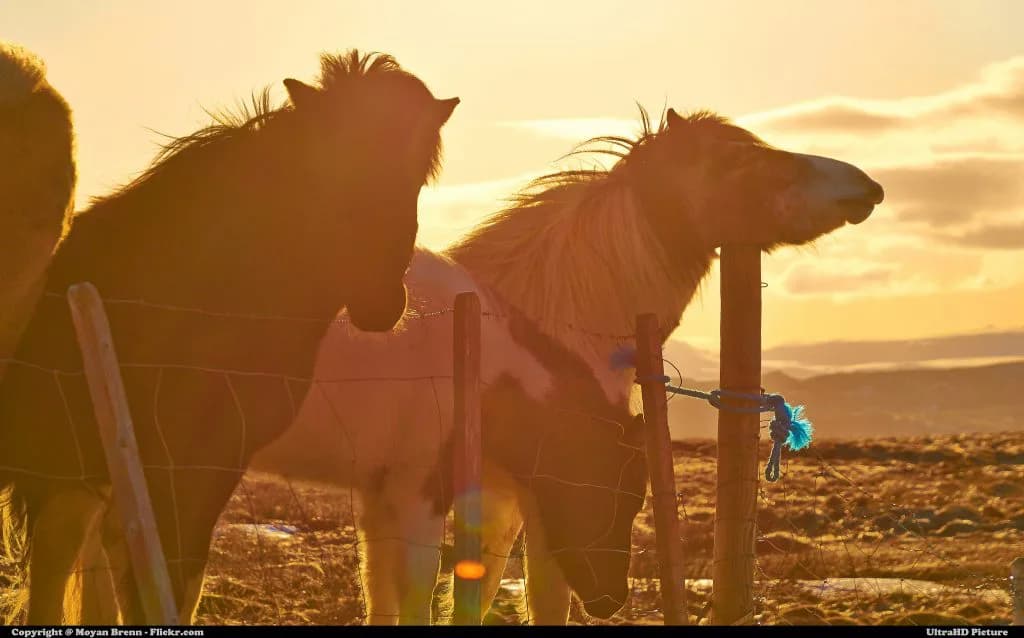 【朝日杯FS】1勝馬9頭登録、2歳王者は誰の手に！