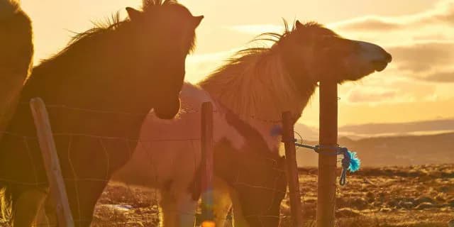 【朝日杯FS】1勝馬9頭登録、2歳王者は誰の手に！