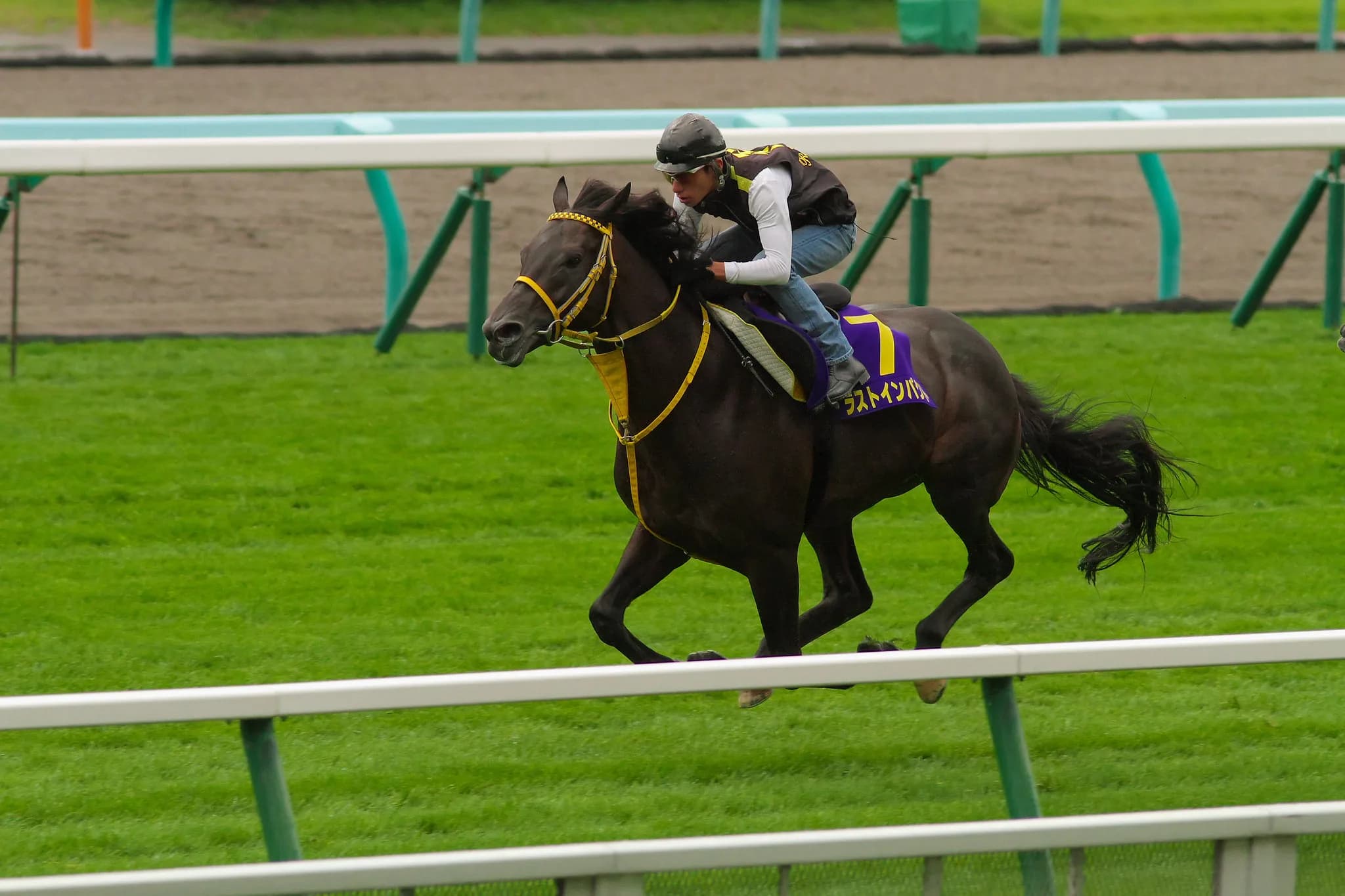【有馬記念2015予想】菱田騎手とラストインパクトで若手騎手の笑顔も！