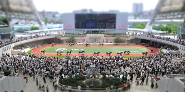 【阪神JF2015予想】波乱多し！今年も混戦模様？主な有力馬4頭を紹介