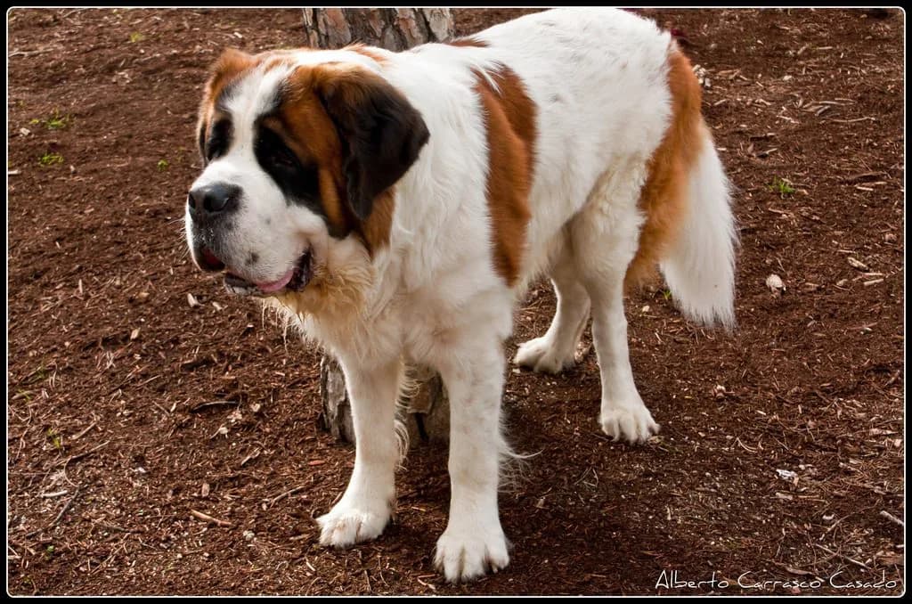 ビワハイジ産駒にハズレ無し！2013年産エルプシャフトに期待がかかる！