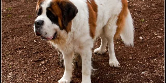 ビワハイジ産駒にハズレ無し！2013年産エルプシャフトに期待がかかる！