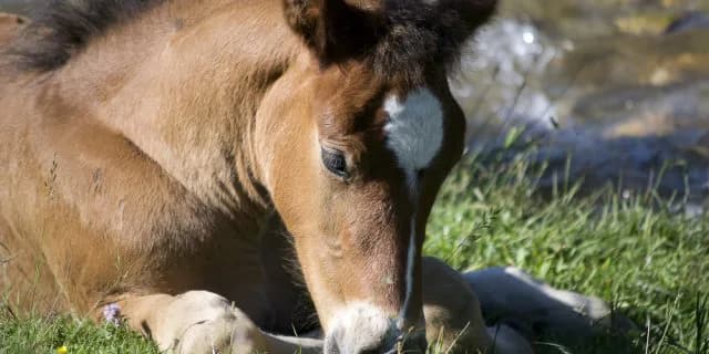 トーセンラーがディープインパクトの後継種牡馬になりそうな3つの理由