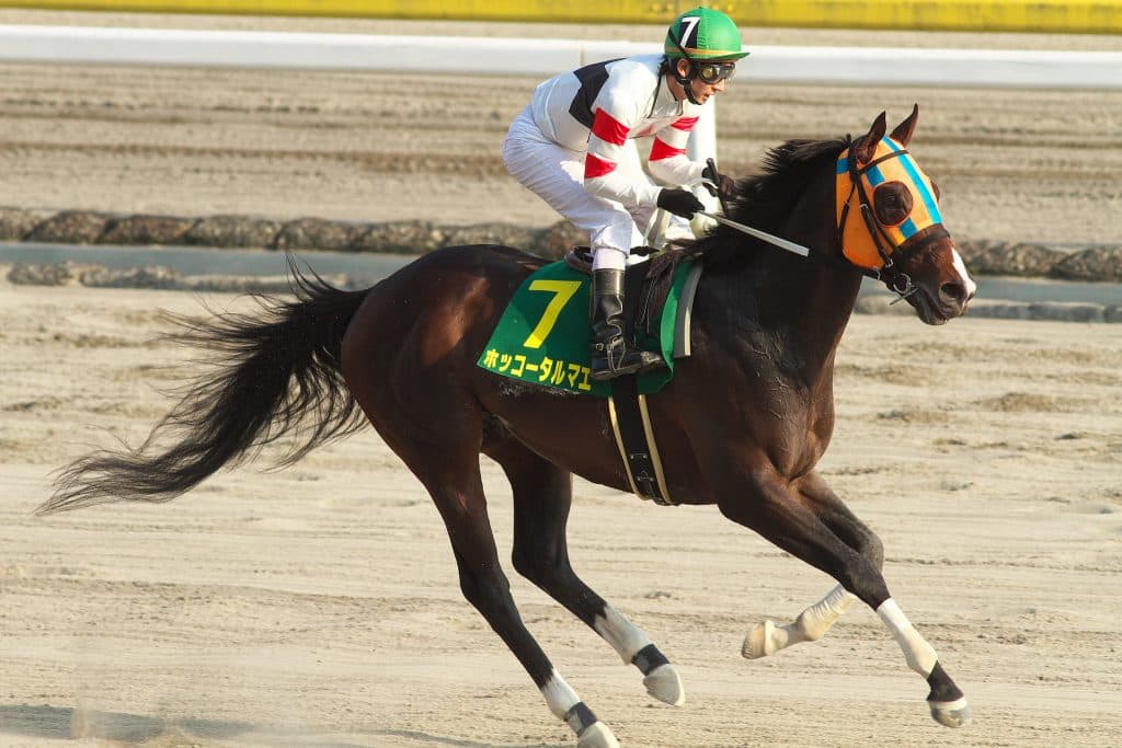 【東京大賞典】ホッコータルマエ前代未聞の三連覇&10個目のGⅠ制覇へ！