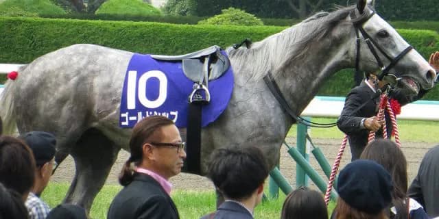 【有馬記念2015】ゴールドシップの性格は問題児？何でカワイイのか？