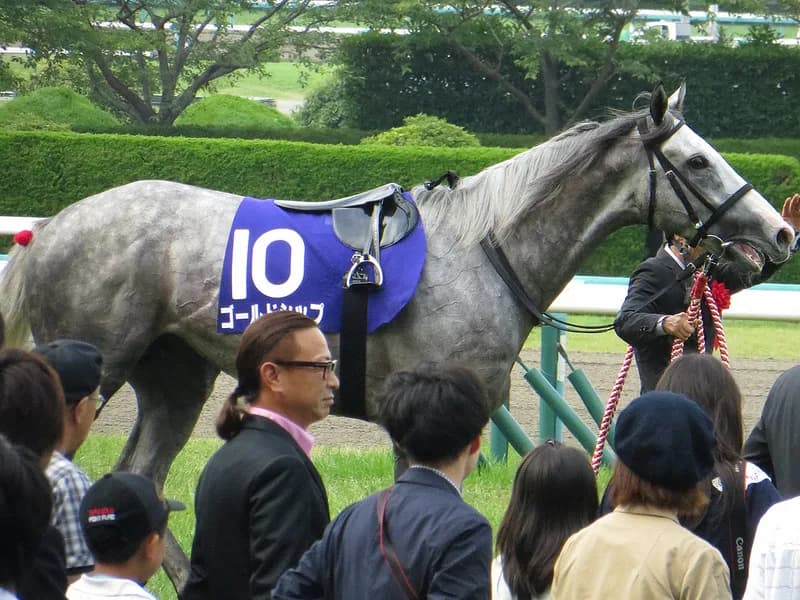 【有馬記念2015】ゴールドシップの性格は問題児？何でカワイイのか？