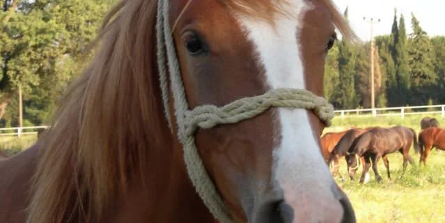 【朝日杯FS2015予想】好調ダイワメジャー産駒が武豊のG1完全制覇に待ったを掛ける！