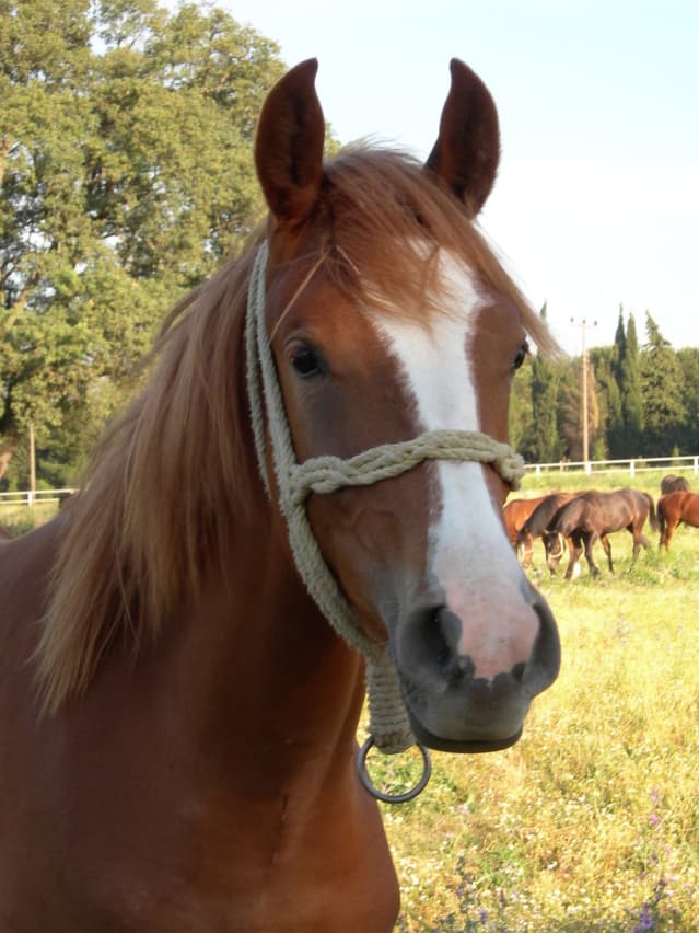 【朝日杯FS2015予想】好調ダイワメジャー産駒が武豊のG1完全制覇に待ったを掛ける！