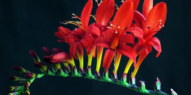 【阪神JF2015予想】好相性のディープ産駒からキャンディバローズに要注目！