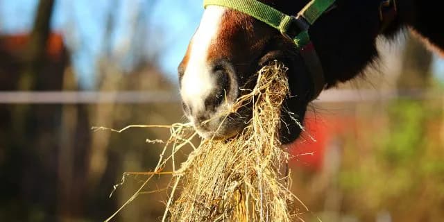 勝つにはサンデーサイレンスの血が必須？リゲルSの過去から見える3つの傾向