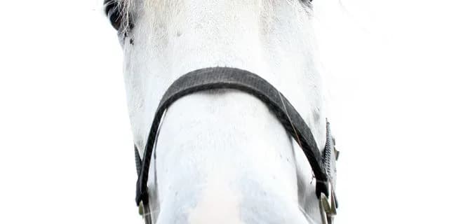 【有馬記念2015】ゴールドシップ、ラストランは内田騎手に決定