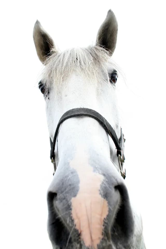 【有馬記念2015】ゴールドシップ、ラストランは内田騎手に決定