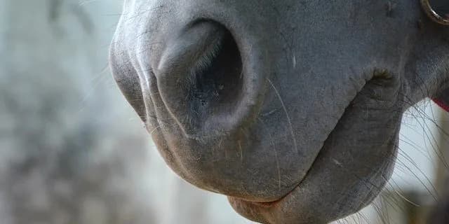 ショウナンパンドラが有馬記念を回避、息遣いに異変