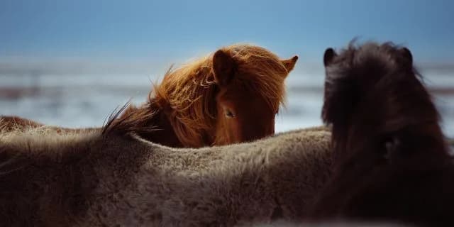 もう一つの2歳馬頂上決戦ホープフルステークス。来年の主役は誰だ！