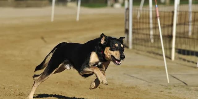 ノンコノユメに続け！ダート界のさらなる新星が師走Sに出走！