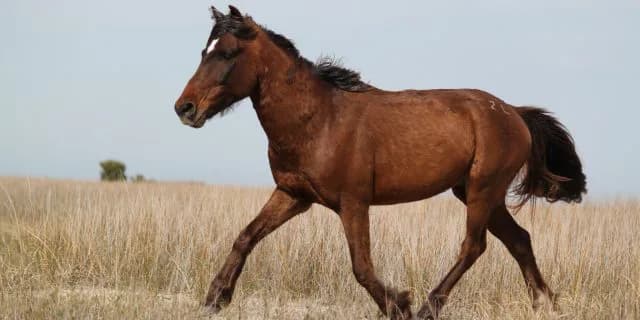 【日経新春杯2016予想】メンバー小粒な日経新春杯。ここは休み明けでもシャドウダンサーの素質開花に期待！